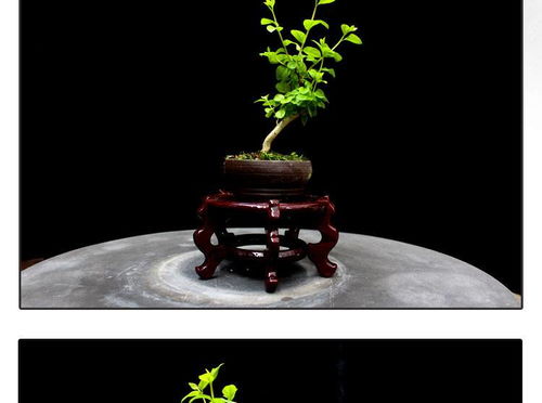 方寸間的詩意與清新 如皋紫薇微型盆景，打造桌面素雅文藝空間